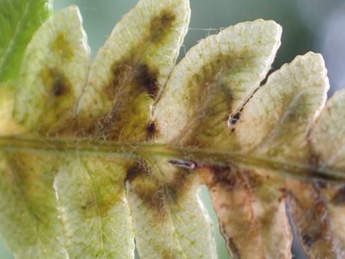 Chirosia sp.
